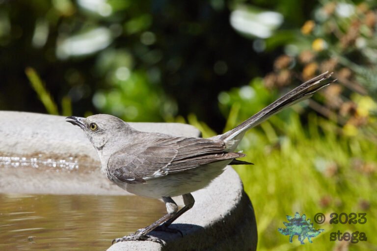 Northern Mockingbird