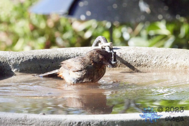 California Towhee