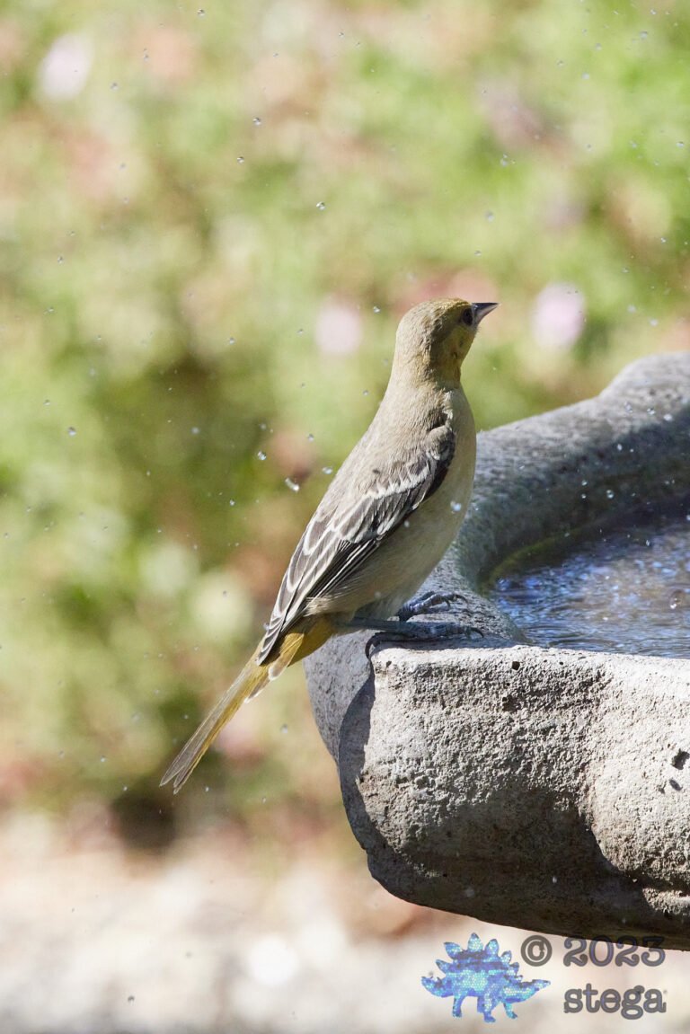 Bullock’s Oriole