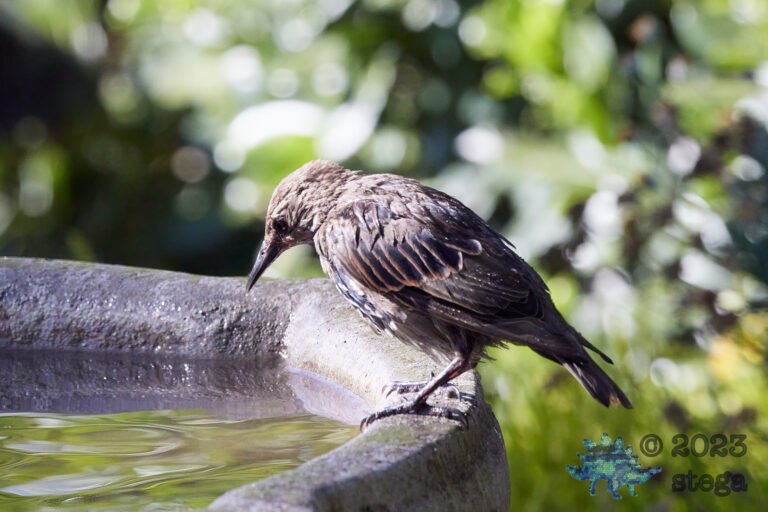 European Starling