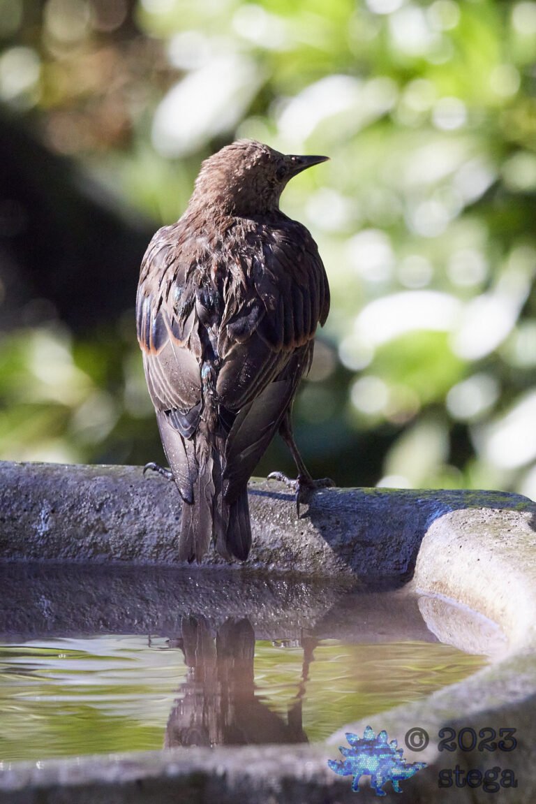 European Starling