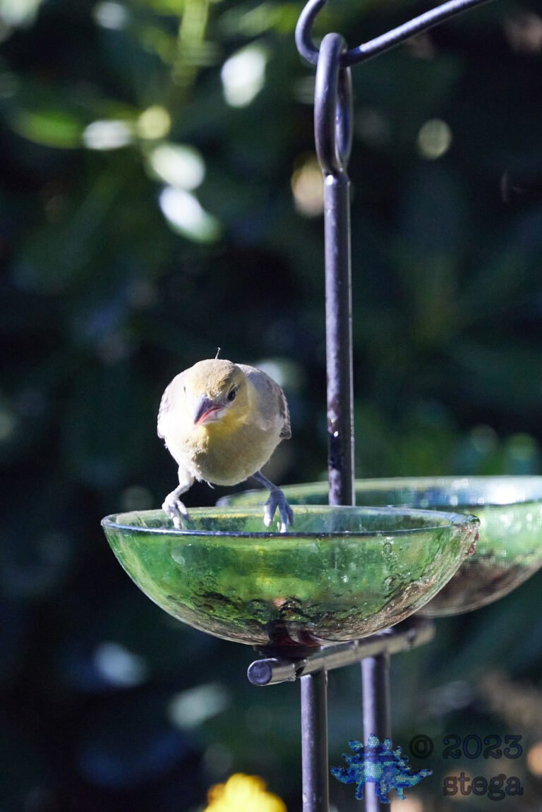 Bullock’s Oriole