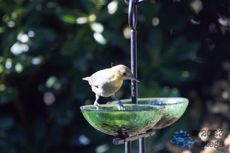 Bullock’s Oriole