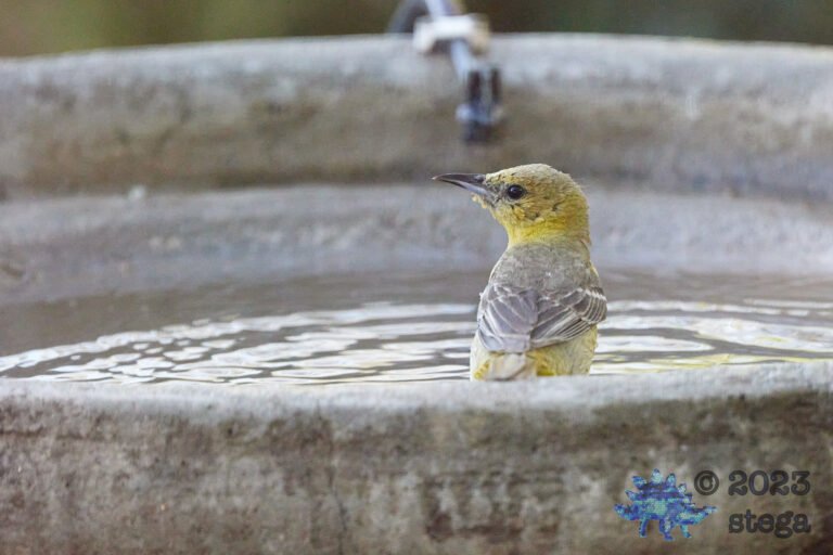 Bullock’s Oriole