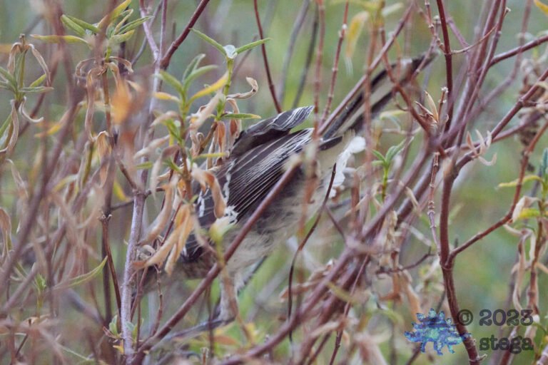 Northern Mockingbird