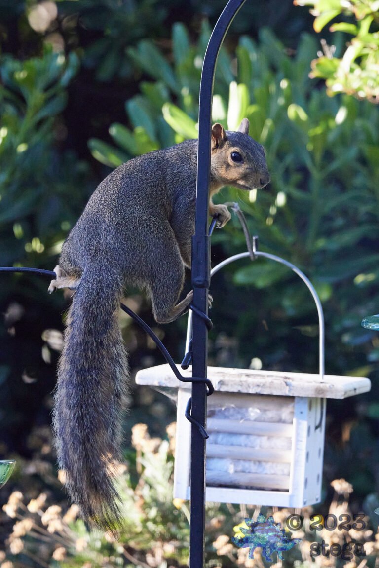 Fox Squirrel