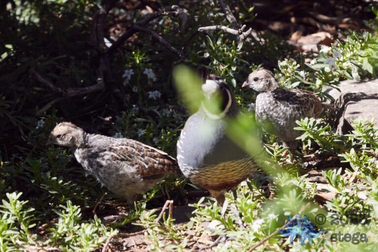California Quail