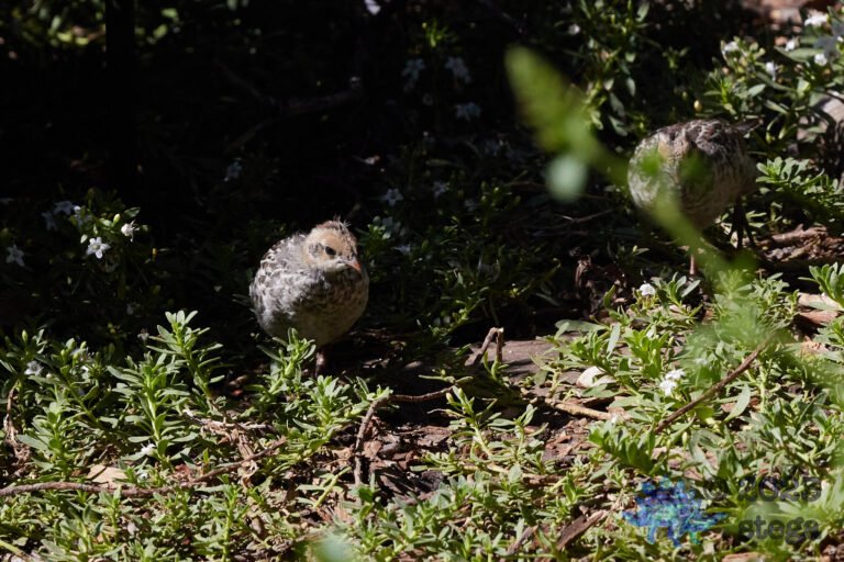California Quail