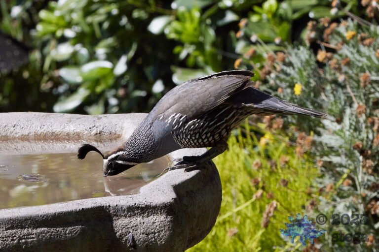 California Quail
