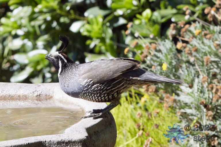California Quail