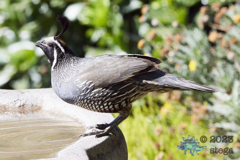 California Quail