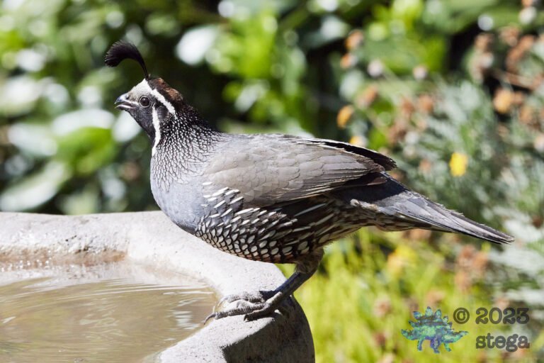 California Quail