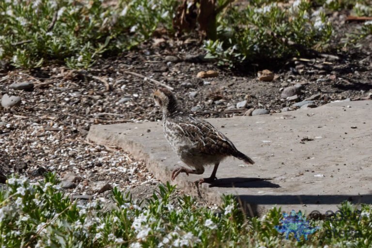 California Quail