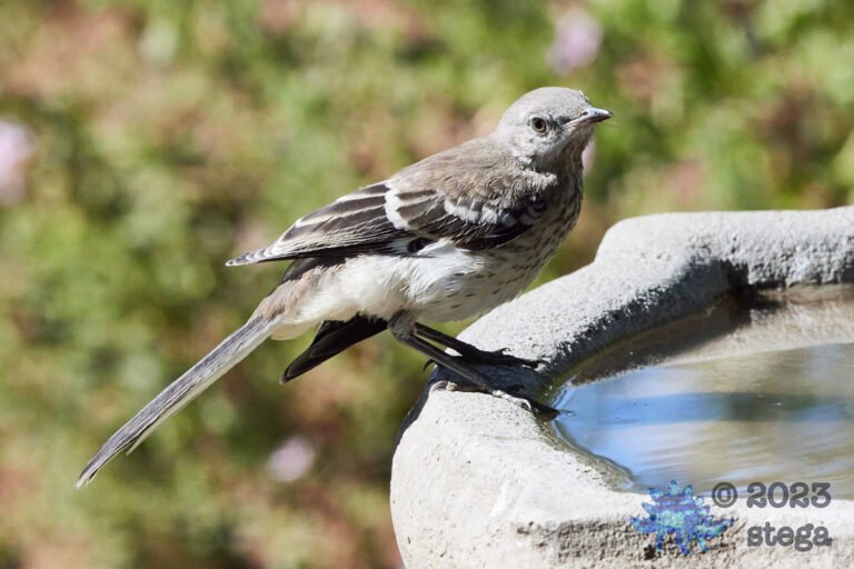 Northern Mockingbird