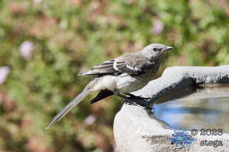 Northern Mockingbird