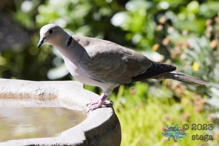 Eurasian Collared Dove