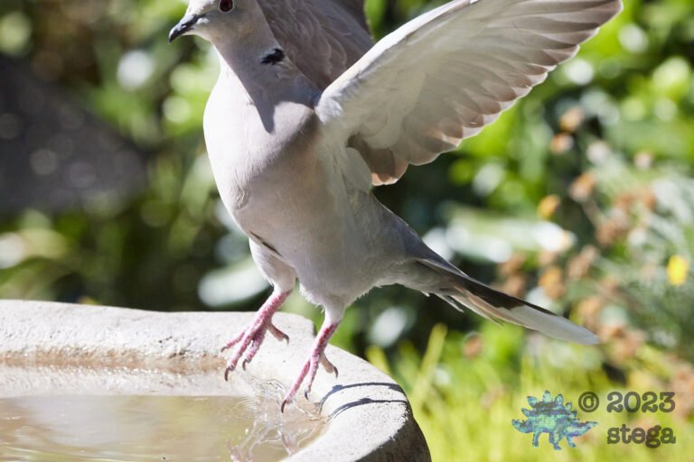 Eurasian Collared Dove