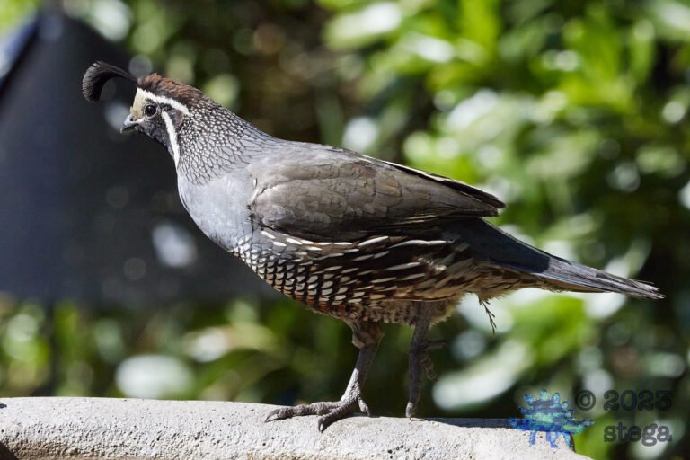 California Quail
