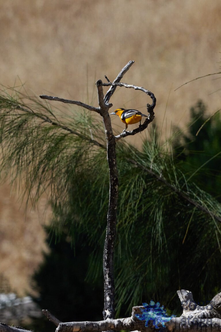 Bullock’s Oriole