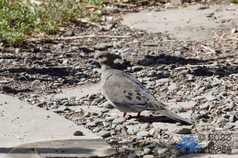 Mourning Dove