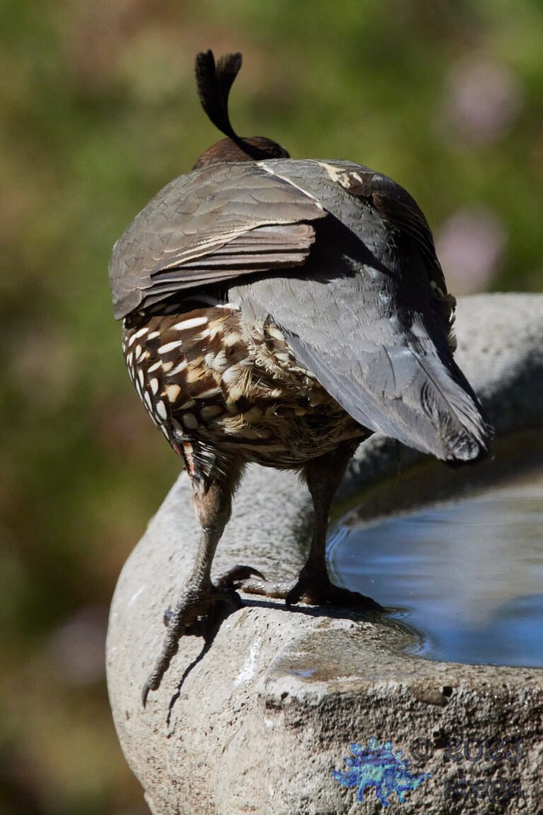 California Quail