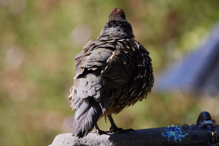 California Quail