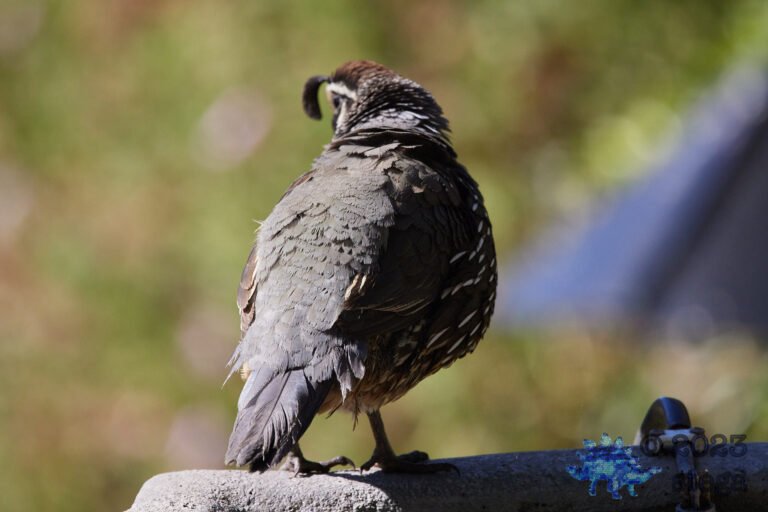 California Quail