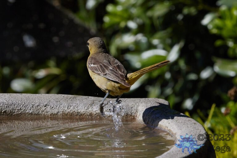 Bullock’s Oriole