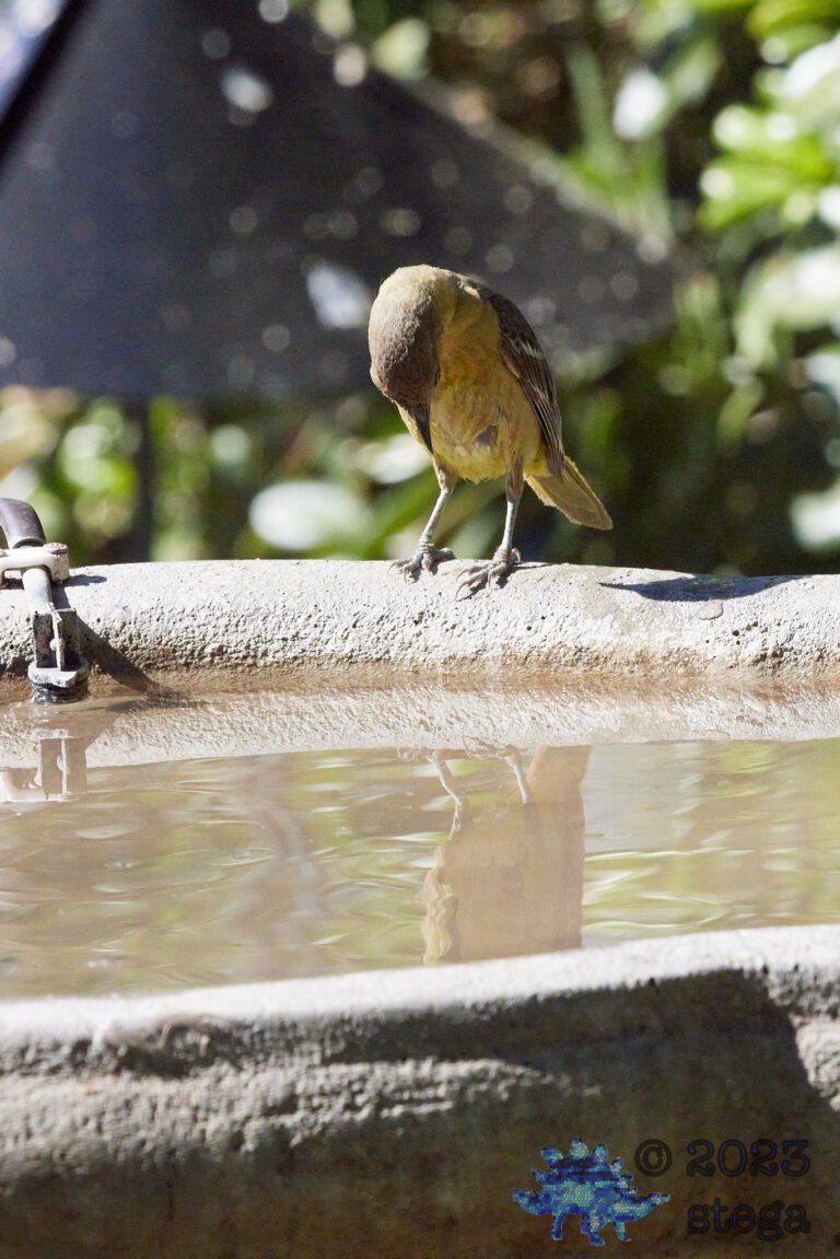 Bullock’s Oriole