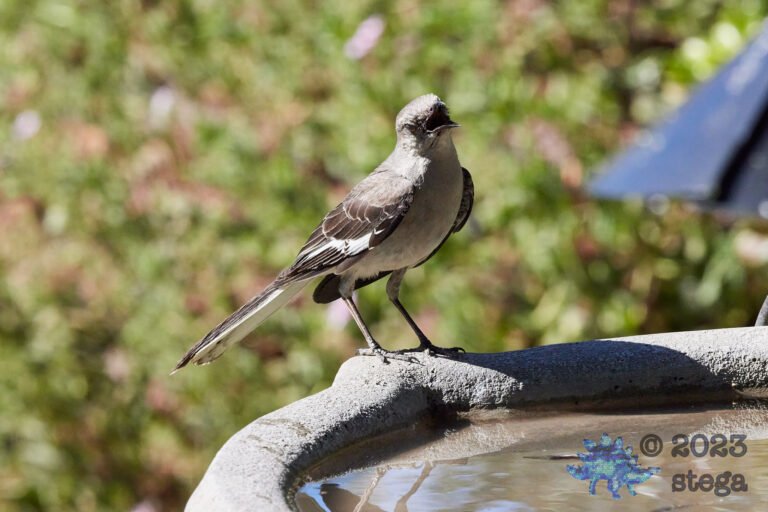Northern Mockingbird