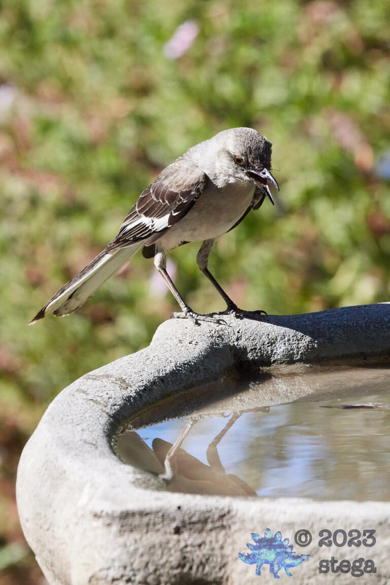 Northern Mockingbird