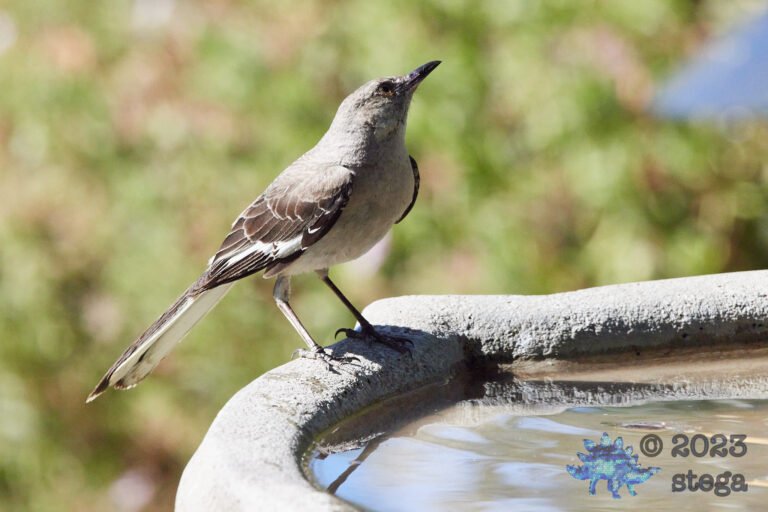 Northern Mockingbird