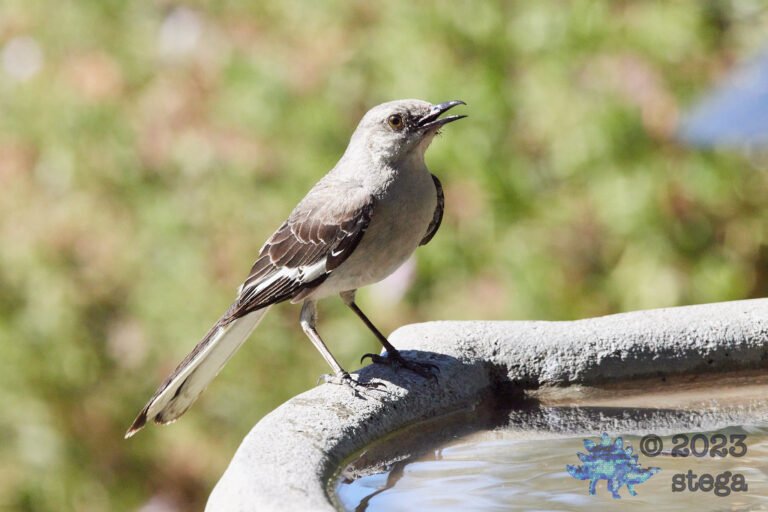 Northern Mockingbird