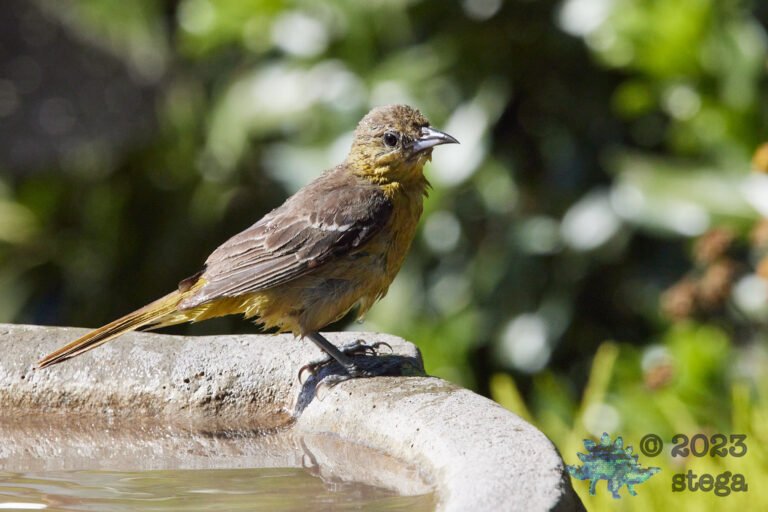 Hooded Oriole