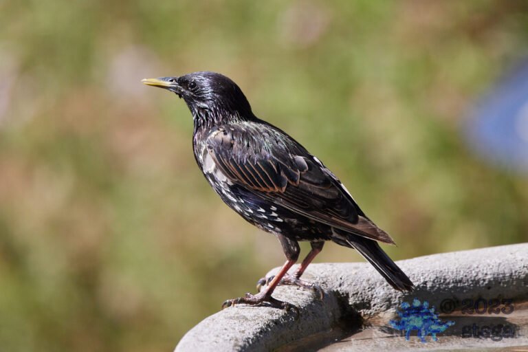 European Starling