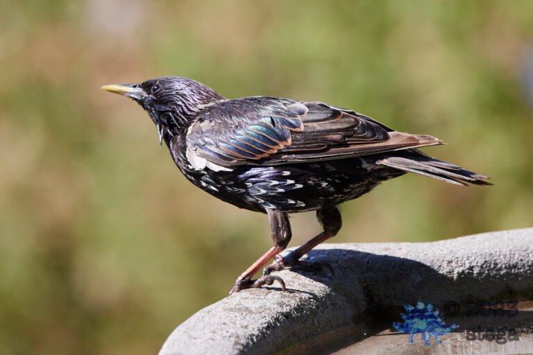 European Starling