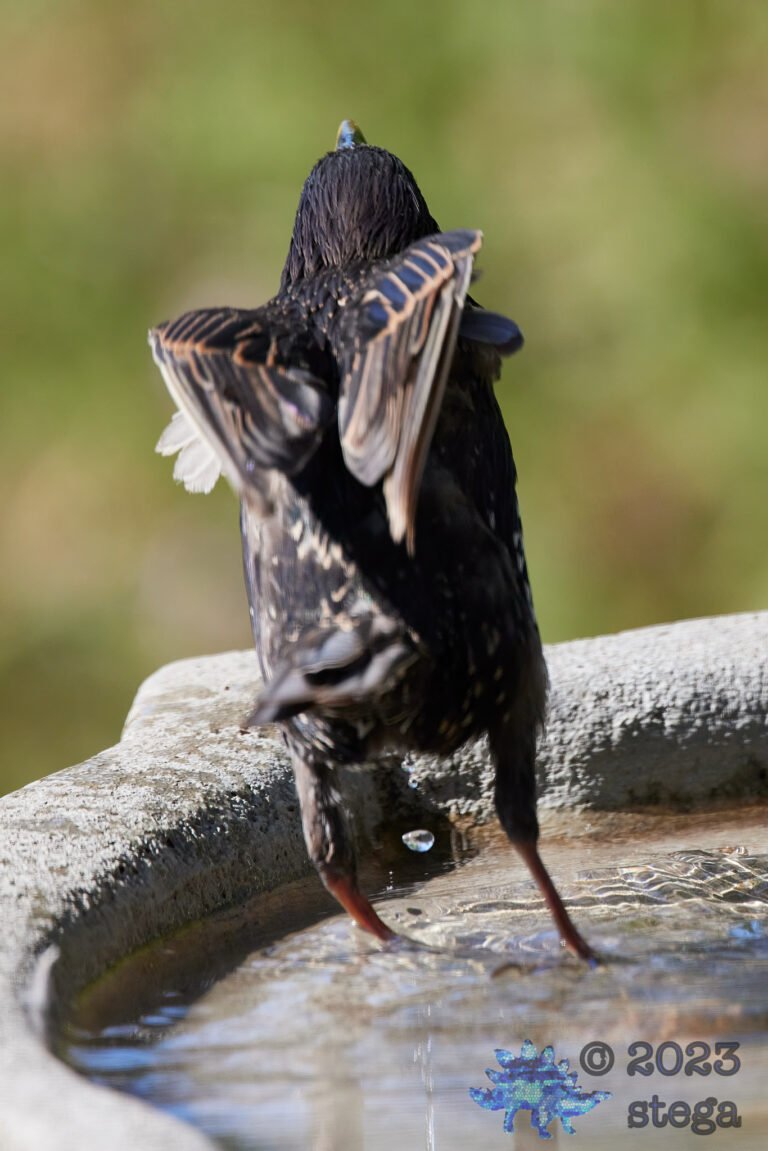 European Starling