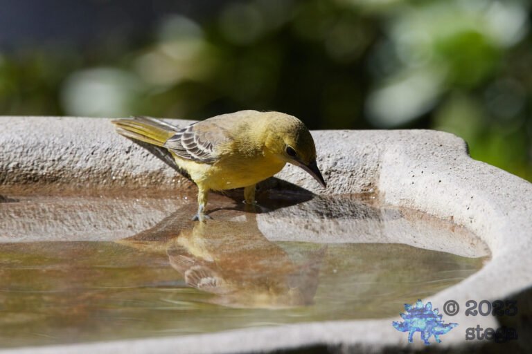 Hooded Oriole
