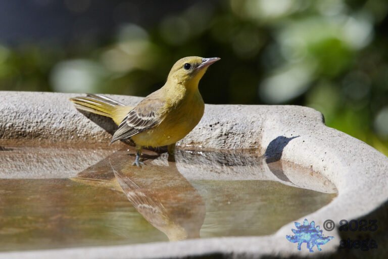 Hooded Oriole