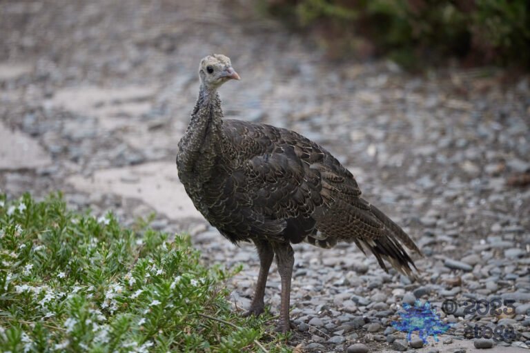Turkey