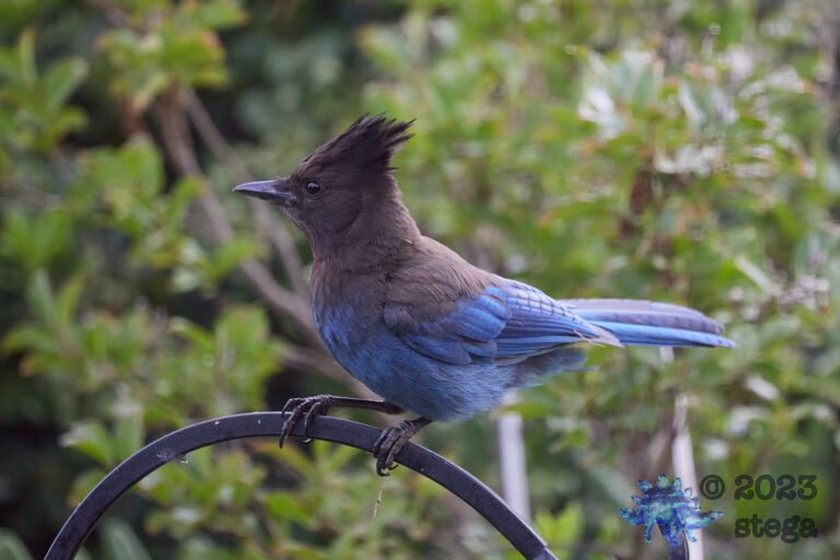 Steller’s Jay