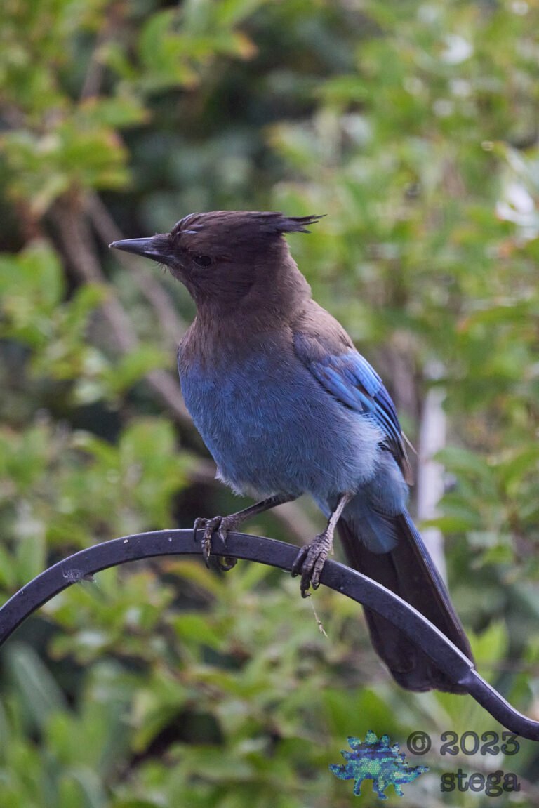 Steller’s Jay