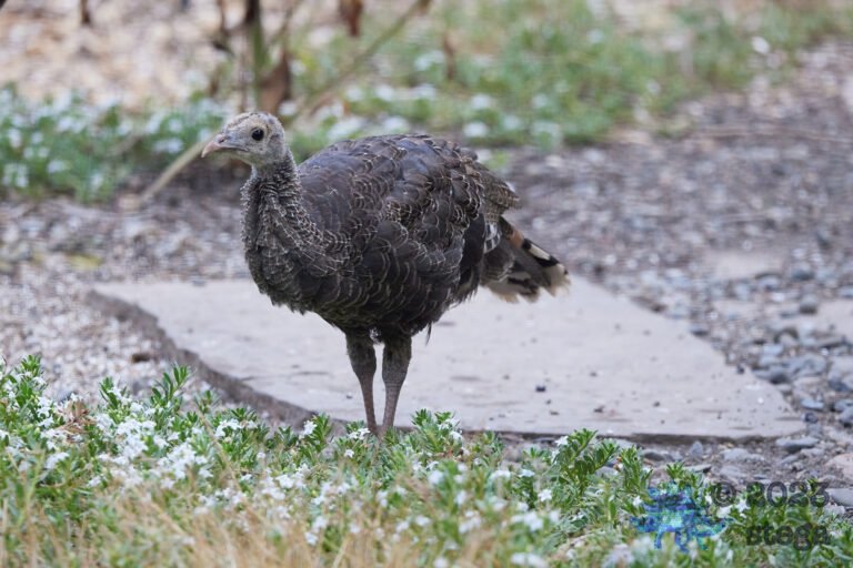 Turkey