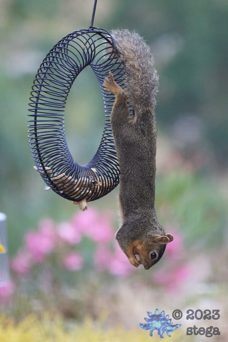 Fox Squirrel