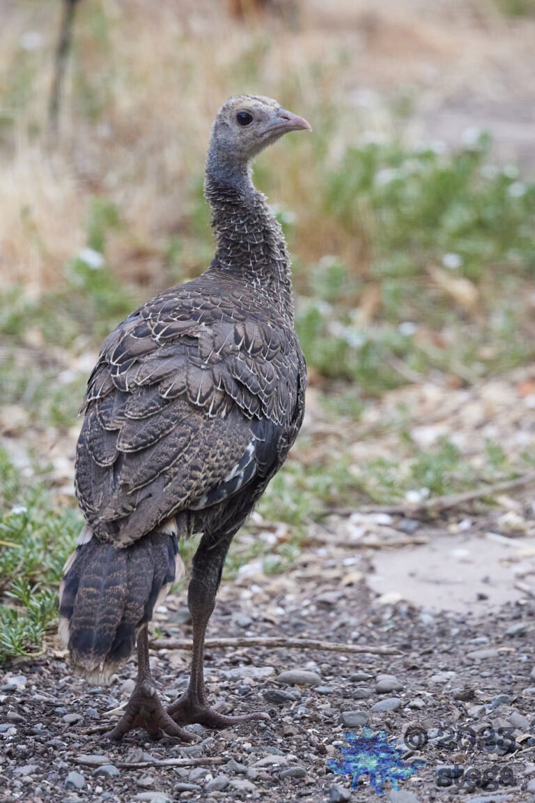 Turkey