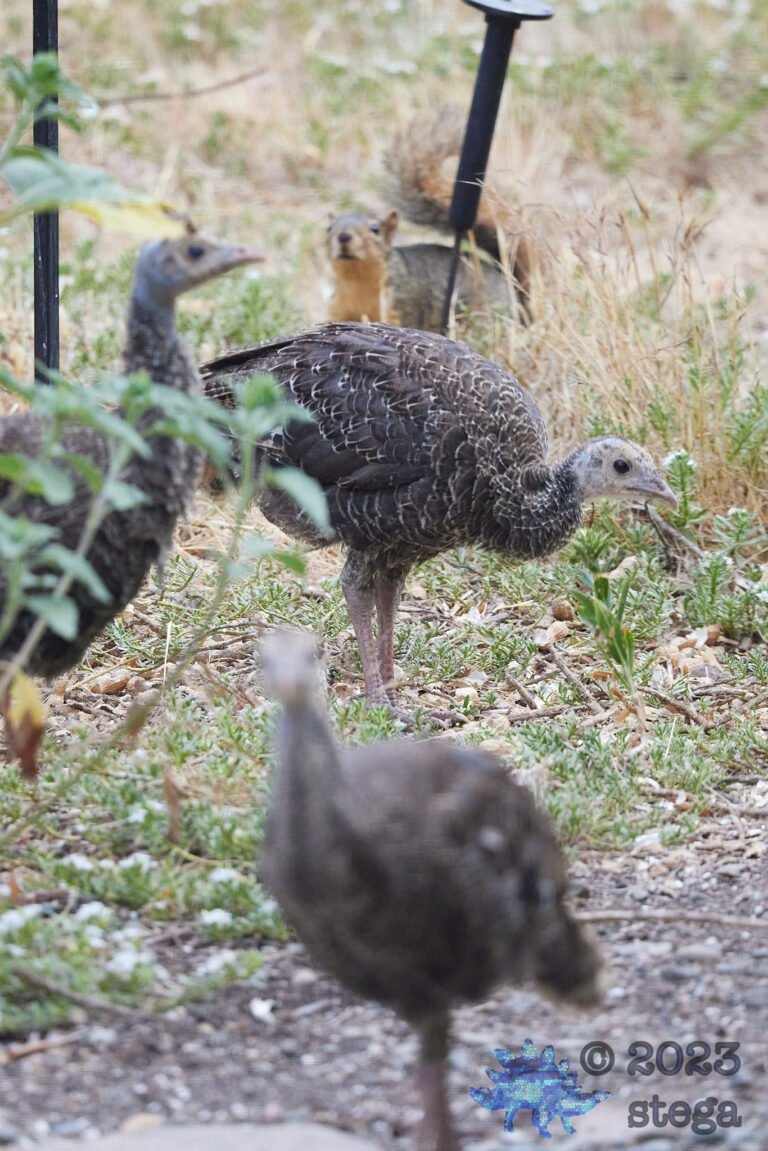 Turkey
