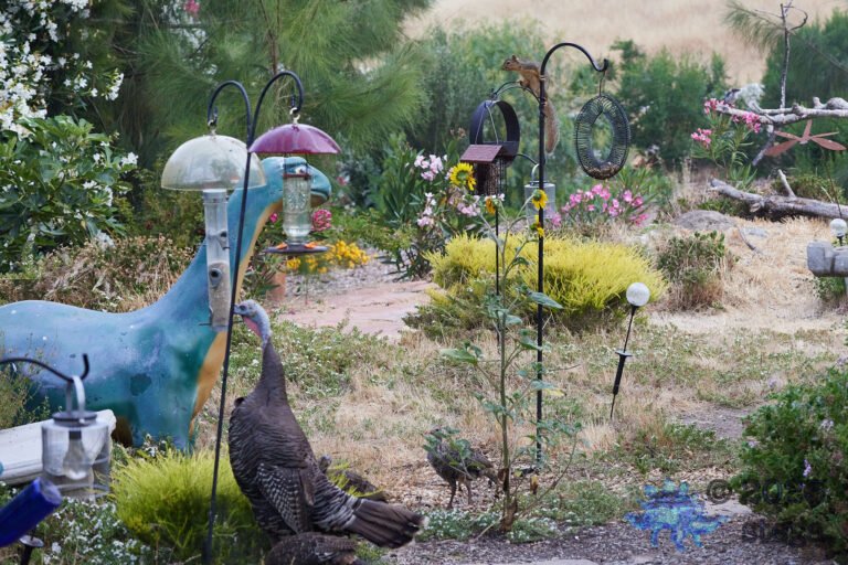 Turkeys and Squirrels