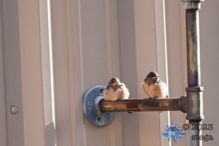 Barn Swallows