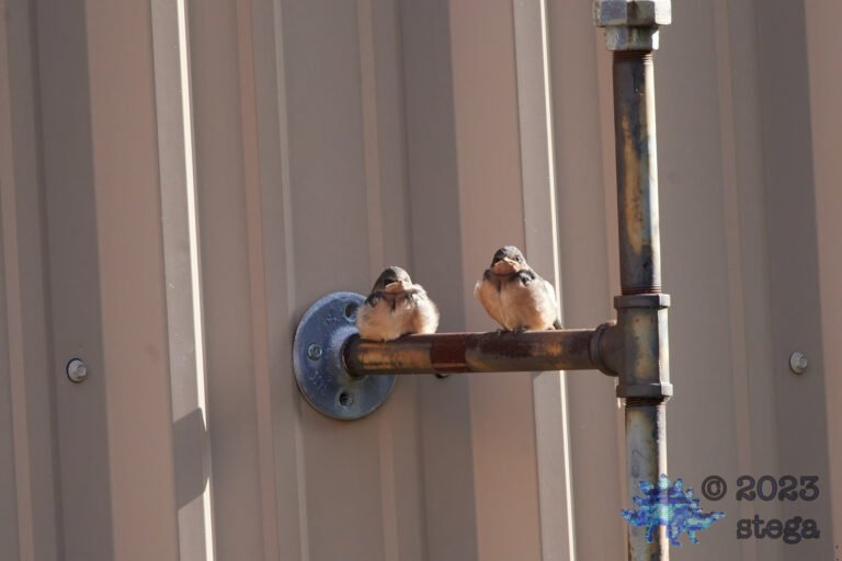 Barn Swallows