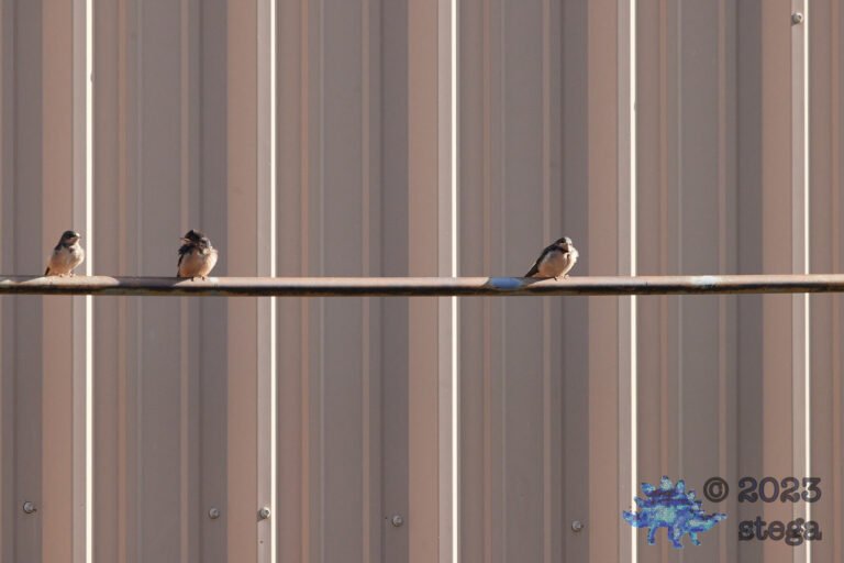Barn Swallows